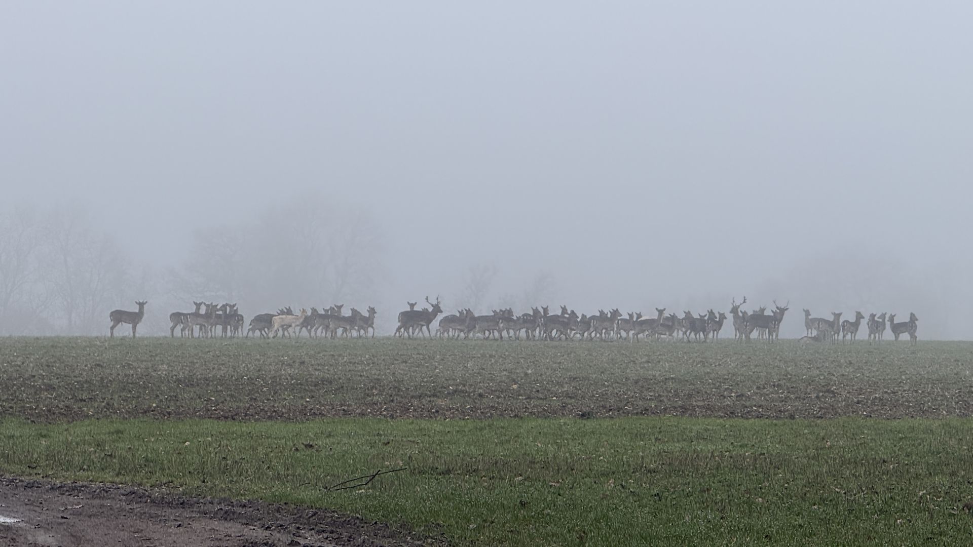 Deer near Buntingford